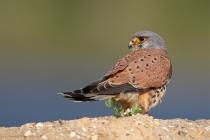 Turmfalke