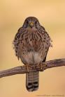 Turmfalke