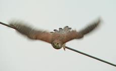 Turmfalke