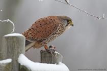Turmfalke