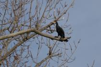 Kormoran