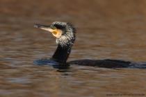 Kormoran