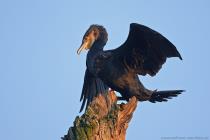 Kormoran