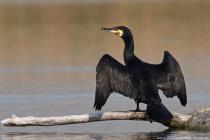 Kormoran