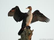 Kormoran