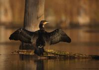 Kormoran