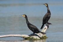 Kormoran