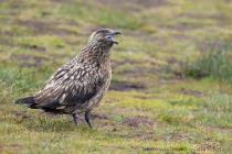 Skua