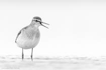 Bruchwasserlaeufer