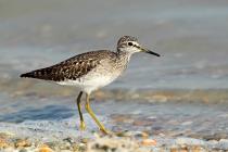 Bruchwasserlaeufer