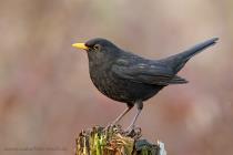 Amsel