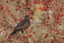 Amsel