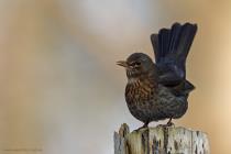Amsel