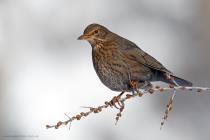 Amsel