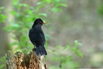 Amsel
