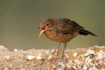 Amsel