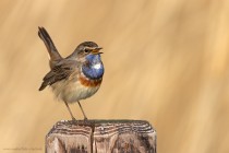 Blaukehlchen