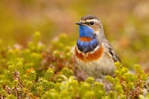 Blaukehlchen