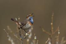 Blaukehlchen