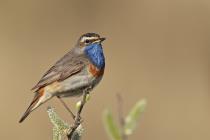Blaukehlchen