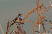 Blaukehlchen