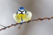 Blaumeise