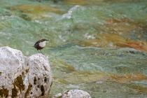 Wasseramsel