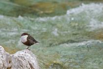 Wasseramsel