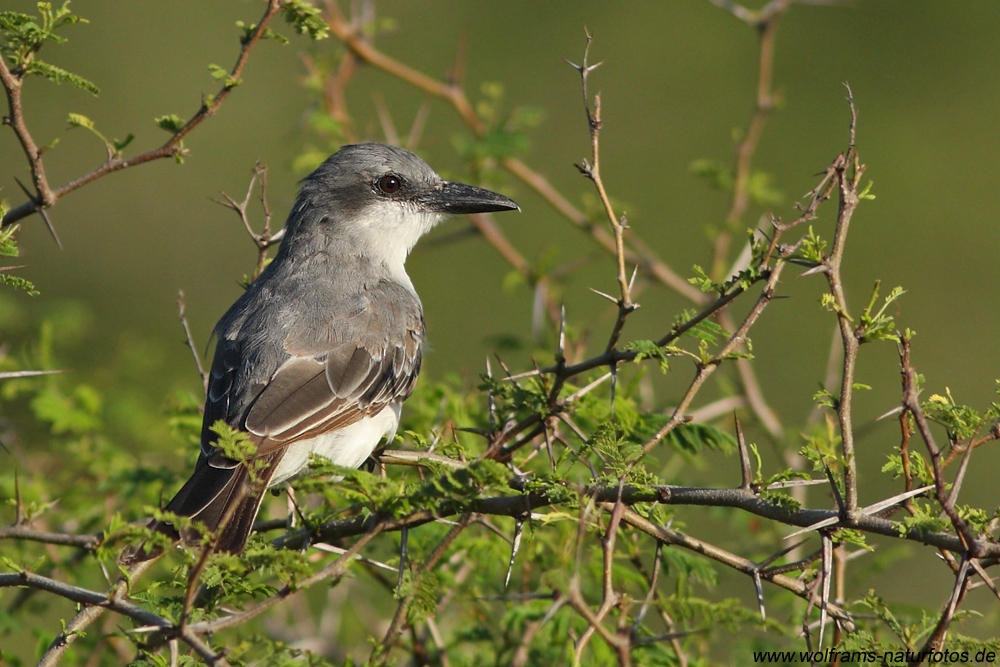 gray_kingbird