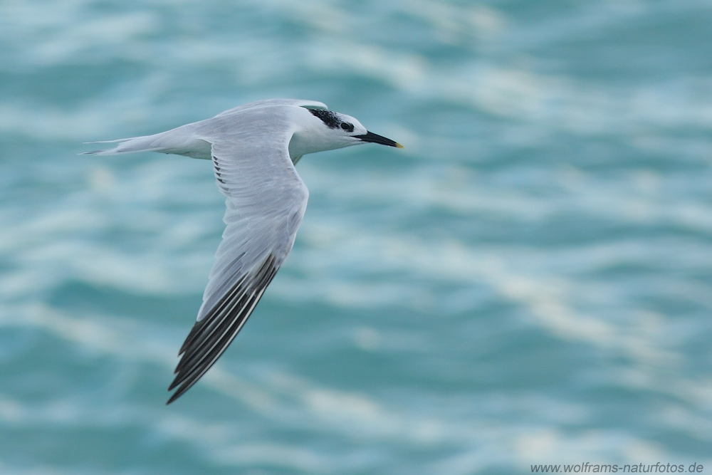 sandwich_tern
