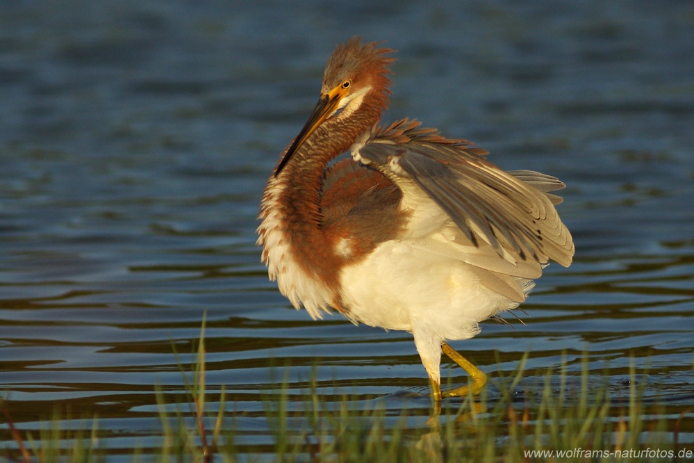 tricolored_heron4