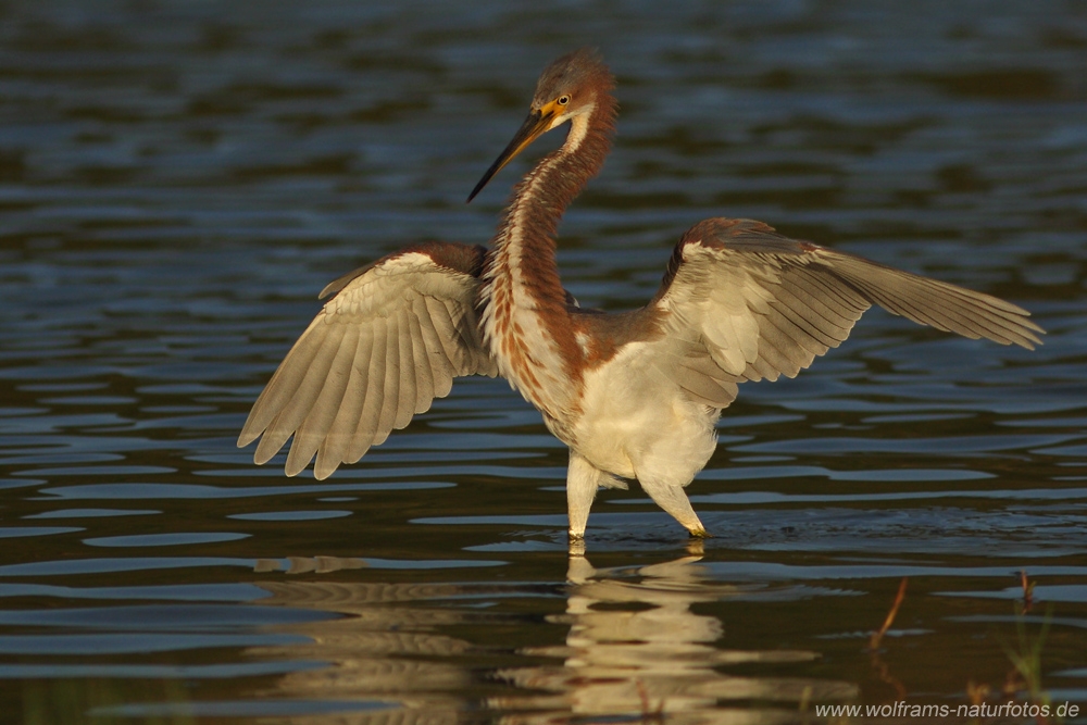tricolored_heron5