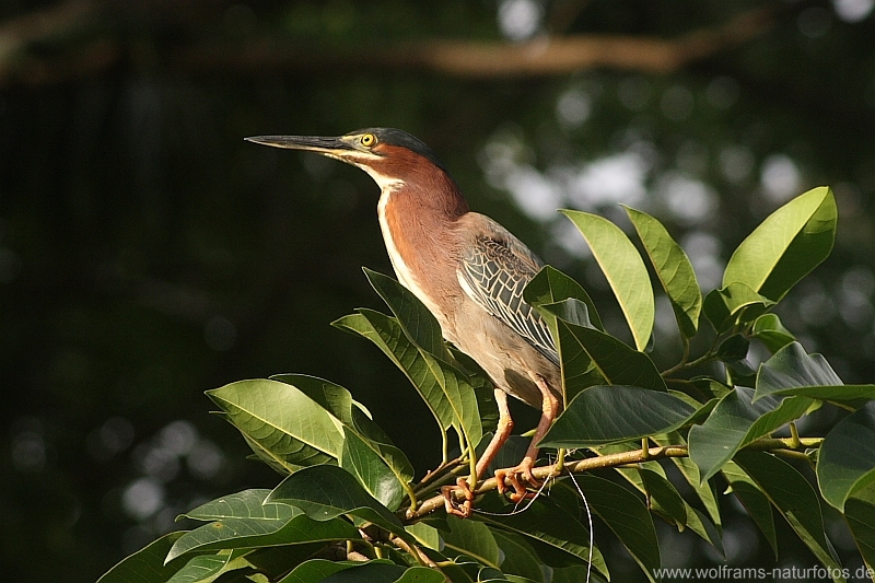 01green_backed_heron6