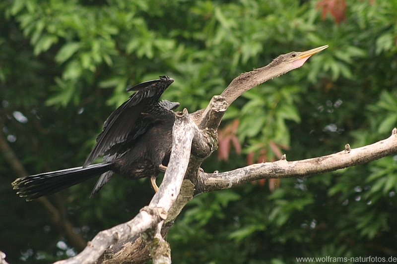 anhinga