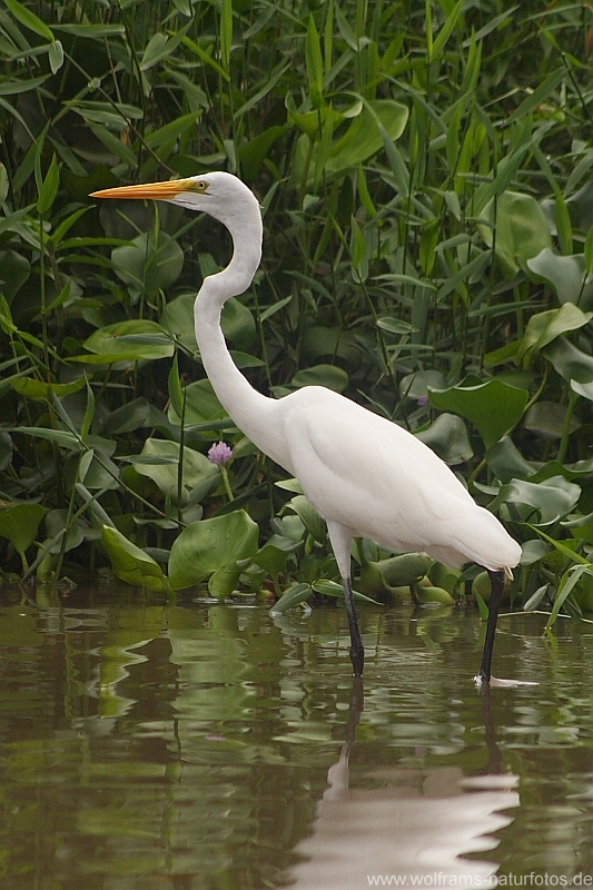 great_egret