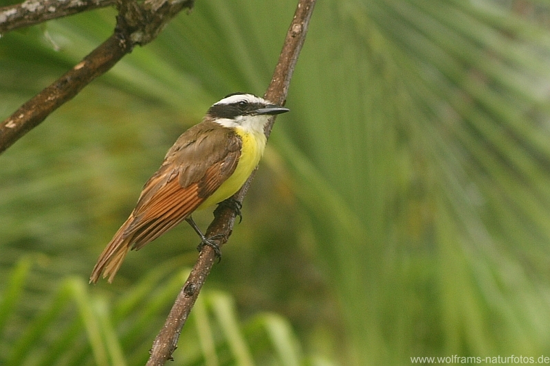 great_kiskadee5