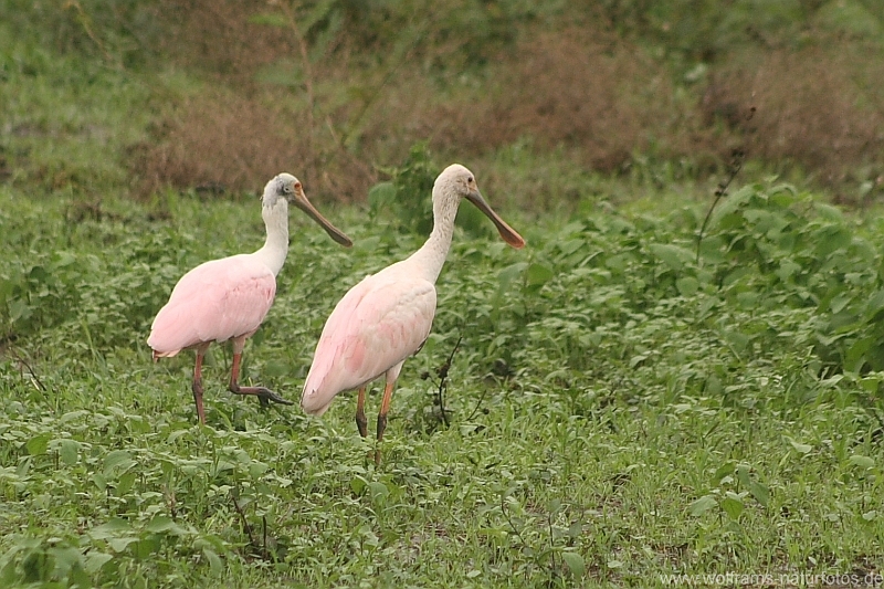 roseate_spoonbill