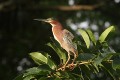Green-backed Heron / Mangrovenreiher Green-backed