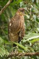 Bare-throated Tiger-Heron/Nacktkehlreiher Bare-throated