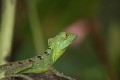 Stirnlappenbasilisk Stirnlappenbasilisk