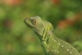 Stirnlappenbasilisk Stirnlappenbasilisk