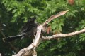 Anhinga/Schlangenhalsvogel Anhinga/Schlangenhalsvogel