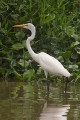 Great Egret/Silberreiher Great