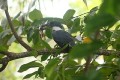 Ringed Kingfisher/Rotbrustfischer Ringed