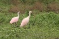 Roseate Spoonbill/Rosalöffler Roseate