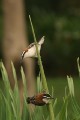Rufous-naped Wren/Rotnacken-Zaunkönig Rufous-naped