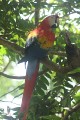 Scarlet Macaw/Hellroter Ara Scarlet