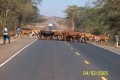 Tiere 