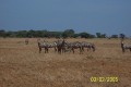 Zebras 