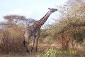 Giraffe 